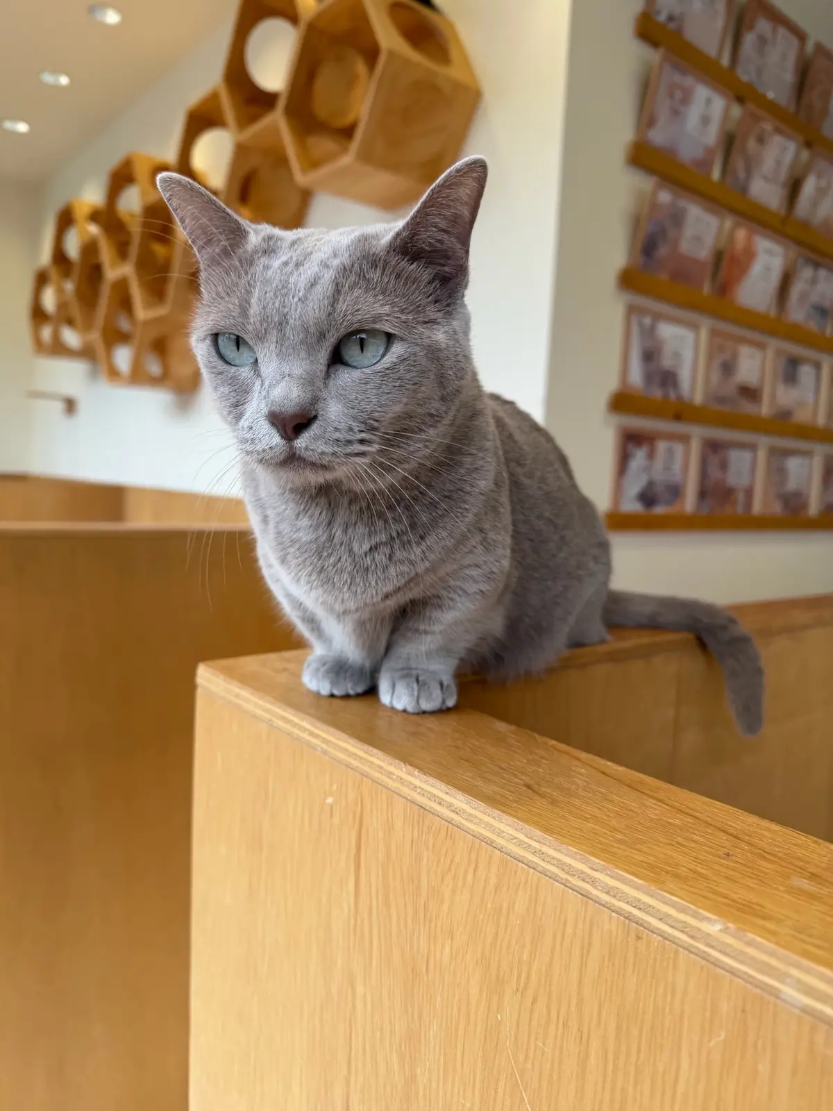 A gray cat perched on a wooden platform inside a Tokyo cat cafe.