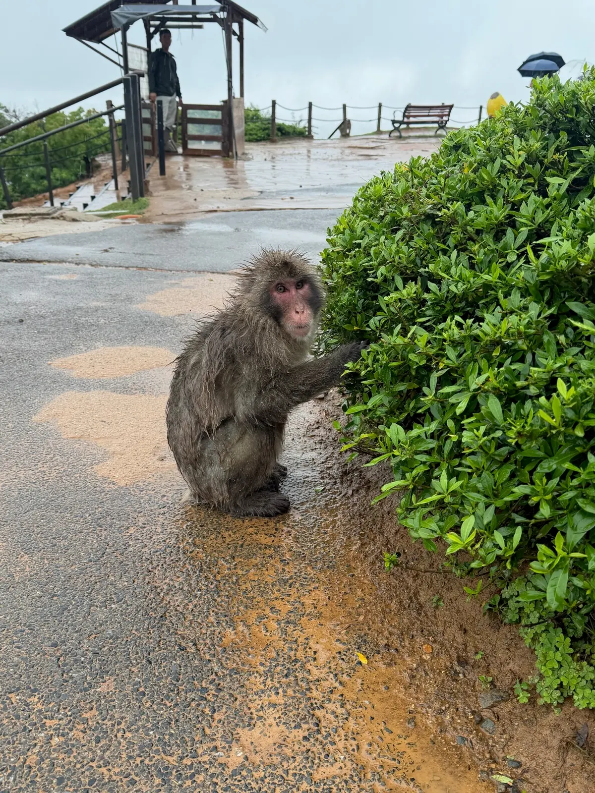 A macaque sitting near the path at the rainy monkey park.
